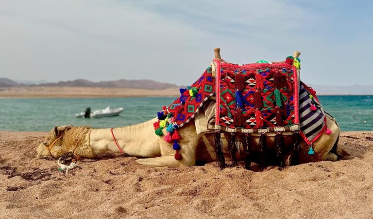 Camel Egipt