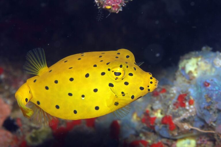 Webp.net resizeimage