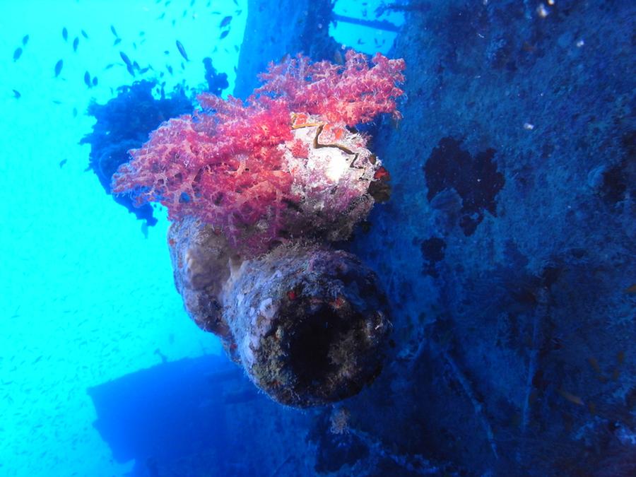 TOP PÓŁNOCY - wraki i Brother Islands- październik 2024 5 krokodyle0001 4