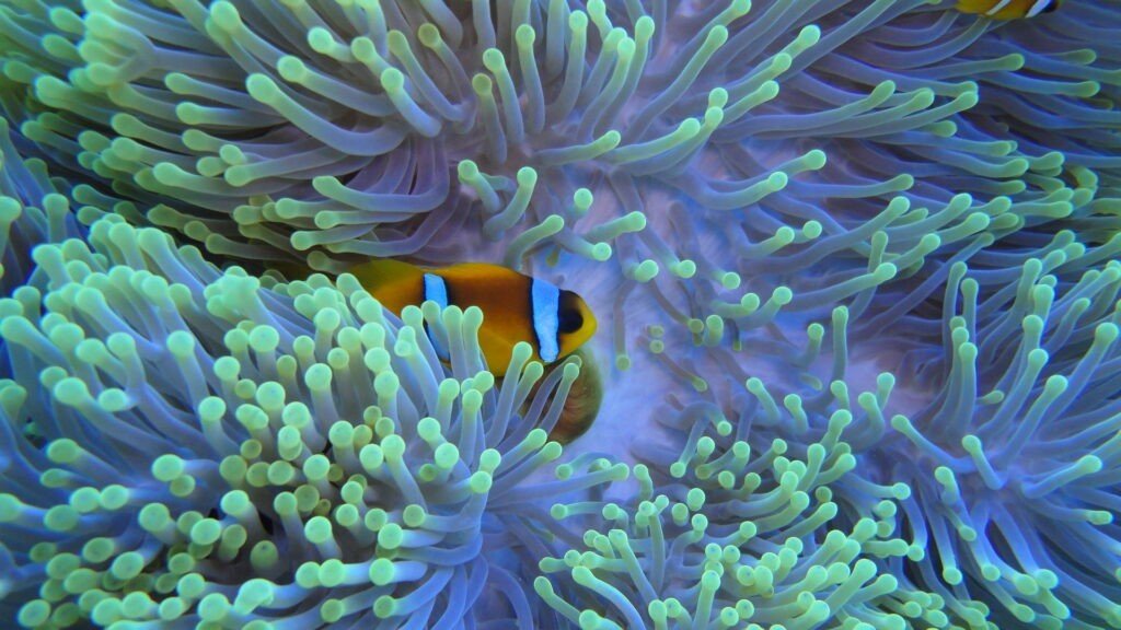 DAHAB - rekreacyjnie- dobrze rozpoczęty sezon- marzec 2025 16 nemo 1