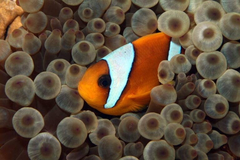 nemo 3